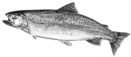 Photo of a Chinook Salmon