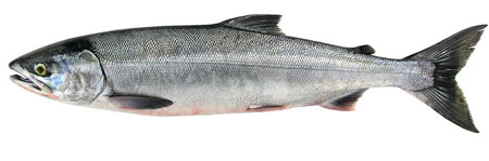 Photo of a Chum Salmon