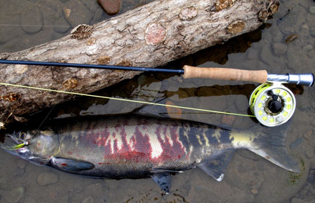 Chum Salmon Species Profile, Alaska Department of Fish and Game