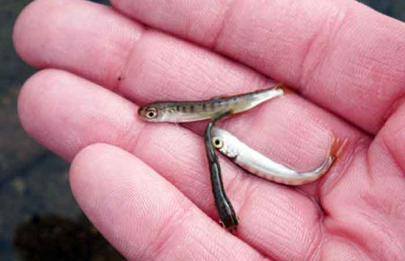 Photo of a Chum Salmon