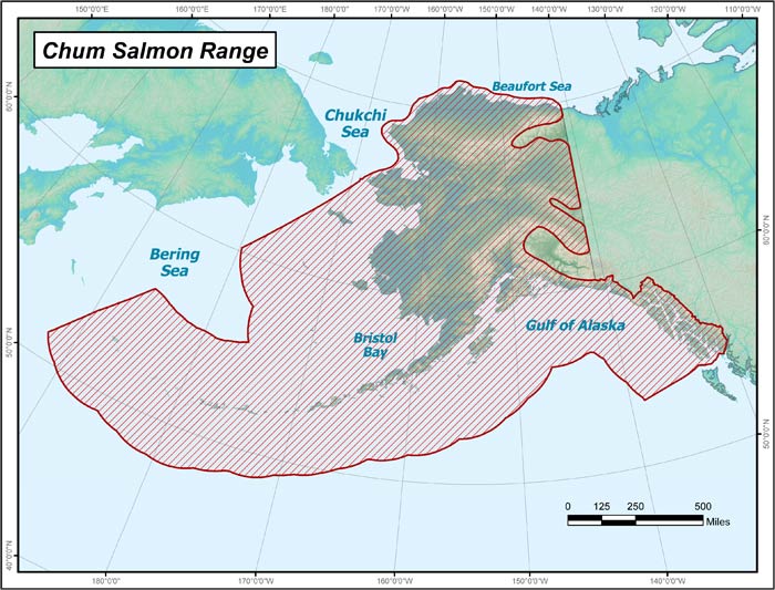 Range map of Chum Salmon in Alaska
