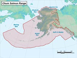 Chum Salmon range map