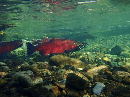 Photo of a Coho Salmon