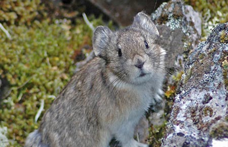 Picture of a Collared Pika