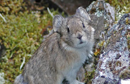 Collared Pika Species Profile, Alaska Department of Fish and Game