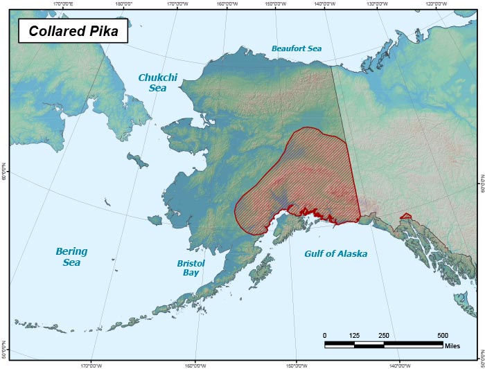 Range map of Collared Pika in Alaska