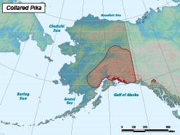 Collared Pika range map