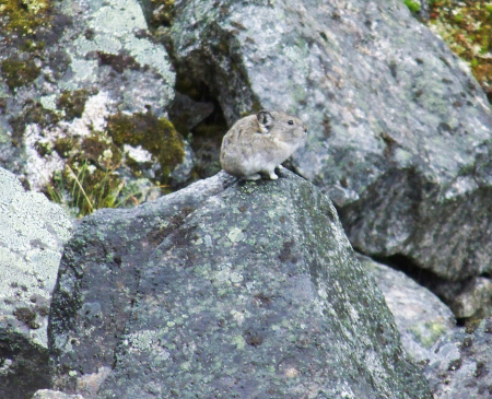 Photo of a Collared Pika