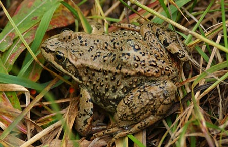 Photo of a Columbia Spotted Frog