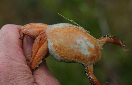 Photo of a Columbia Spotted Frog