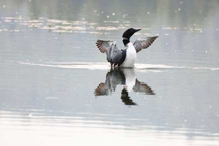 Photo of a Common Loon