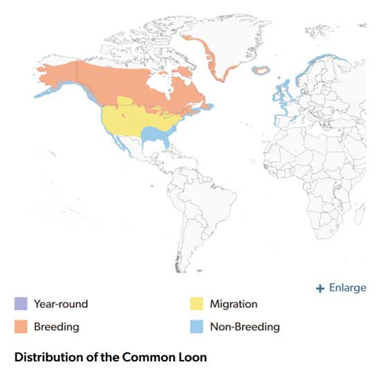Range map of Common Loon in Alaska