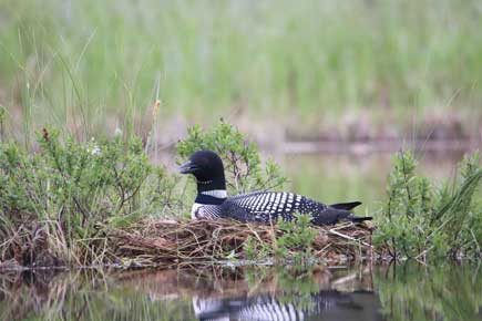 Photo of a Common Loon