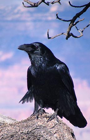 Photo of a Common Raven