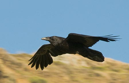 Photo of a Common Raven