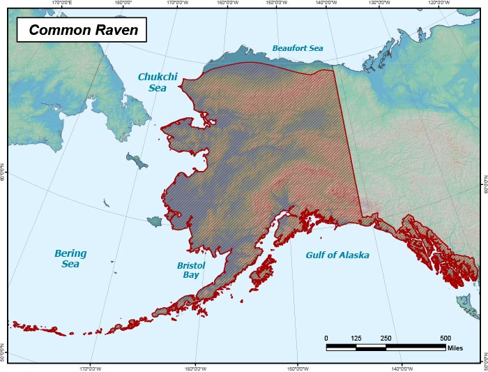 Common Raven Range Map, Alaska Department of Fish and Game