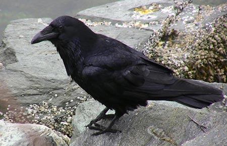 Photo of a common raven