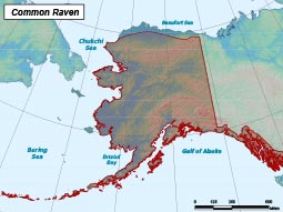 Common Raven range map