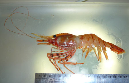 Photo of a Coonstripe Shrimp