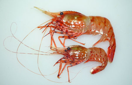 Photo of a Coonstripe Shrimp