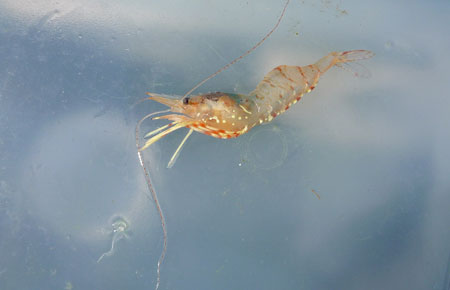 Photo of a Coonstripe Shrimp