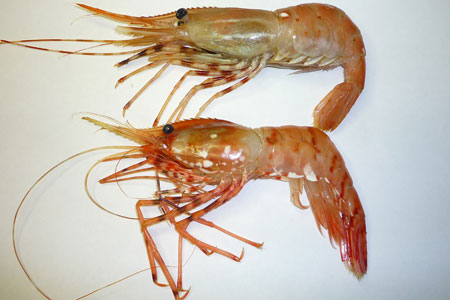 Photo of a Coonstripe Shrimp