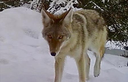 Photo of a Coyote