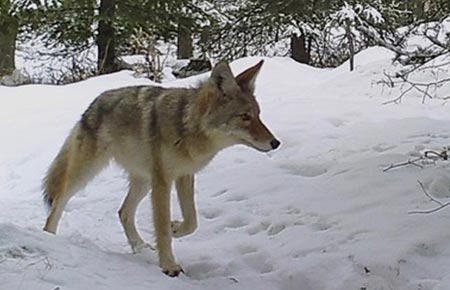 Photo of a Coyote