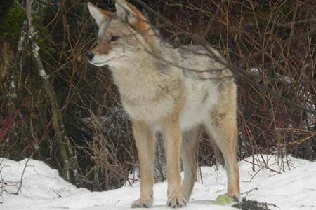 Photo of a Coyote