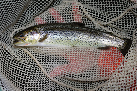 Cutthroat Trout Species Profile, Alaska Department of Fish and Game