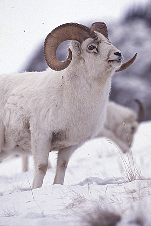 Photo of a Dall Sheep