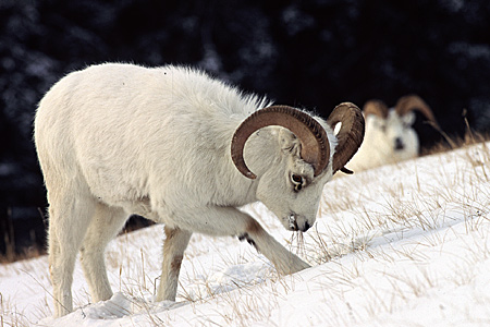 Photo of a Dall Sheep