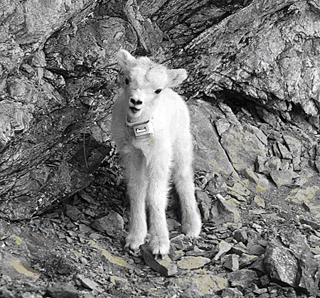 Photo of a Dall Sheep