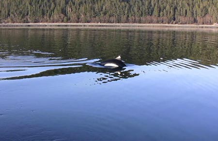 Photo of a Dall's Porpoise