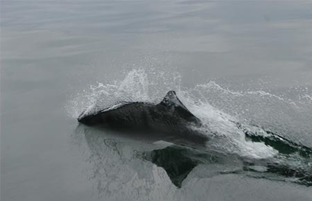 Photo of a Dall's Porpoise