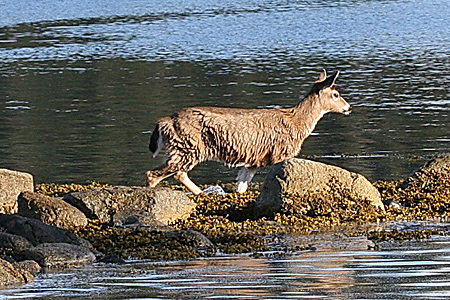 Photo of a Sitka Black-tailed Deer