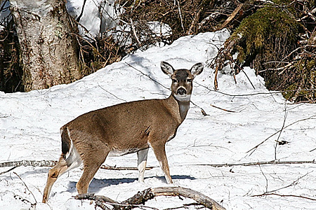 Blacktail sitka deer