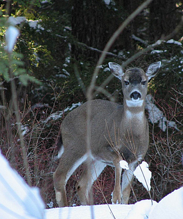 Photo of a Sitka Black-tailed Deer