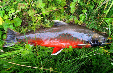 Photo of a Dolly Varden