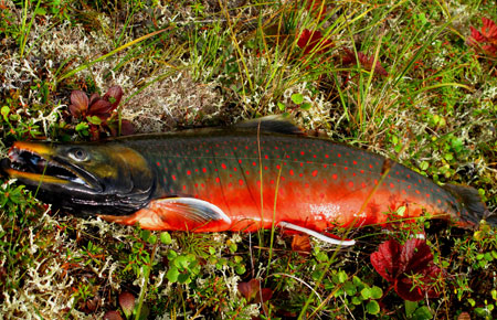 Photo of a Dolly Varden