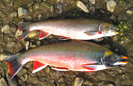 Photo of a Dolly Varden