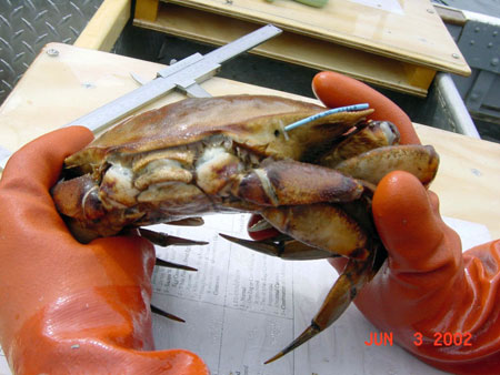 Photo of a Dungeness Crab