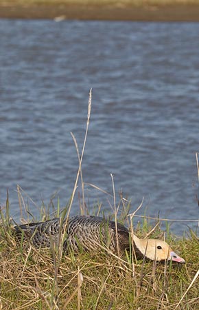 Photo of a Emperor Goose