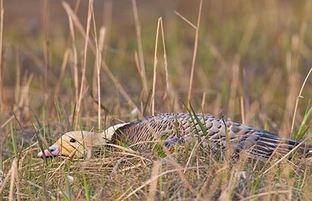 Photo of a Emperor Goose