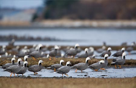 Photo of a Emperor Goose