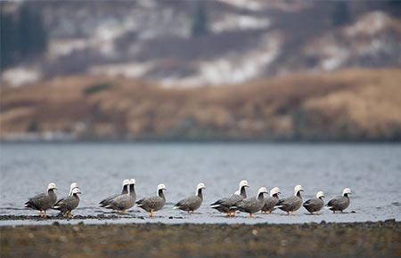 Photo of a Emperor Goose