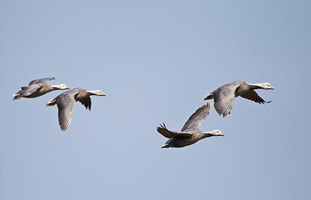 Photo of a Emperor Goose