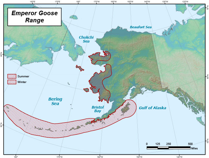 Range map of Emperor Goose in Alaska