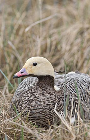 Photo of a Emperor Goose