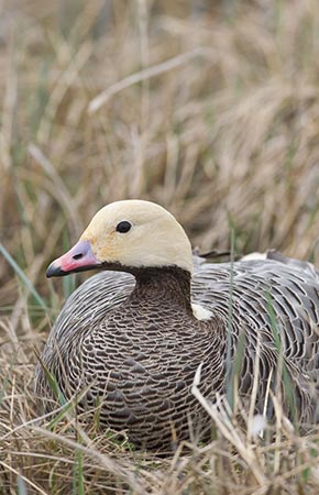 Photo of Emperor Goose